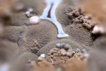 Бороться с плесенью. Безопасно, Гарантия до 3 лет. Профессионалы.