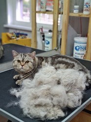 Фото компании  Кабинет красоты для кошек и собак 5