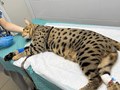 Фото компании  Веда 4