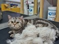 Фото компании  Кабинет красоты для кошек и собак 5
