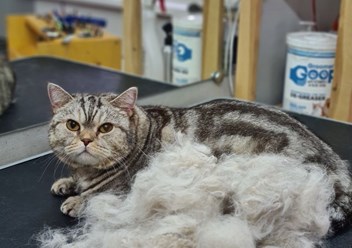 Фото компании  Кабинет красоты для кошек и собак 5