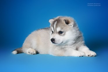 Фото компании  Кинологический питомник "СВОБОДНАЯ СТАЯ" 18