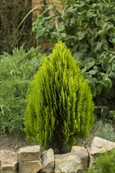 Фото компании ИП Питомник декоративных растений Филимоновых 20