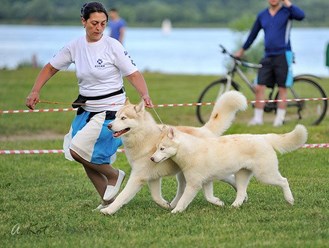 Фото компании  Кинологический питомник "СВОБОДНАЯ СТАЯ" 17