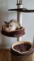 Фото компании  Мебель для кошек КотаМ 1