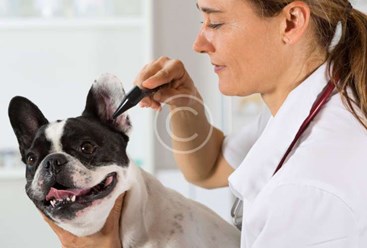 Фото компании  Айбобо 4