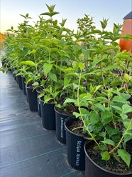 Фото компании  Бережки 3