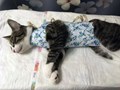 Фото компании  ВетДом 3