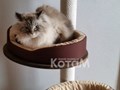 Фото компании  Мебель для кошек КотаМ 1