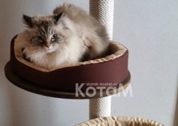 Фото компании  Мебель для кошек КотаМ 1