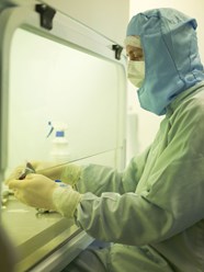 Обработка стволовых клеток в ламинарном боксе