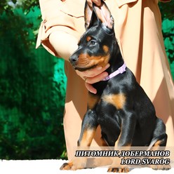 Купить щенка добермана от проверенных по здоровью и психике производителей в Москве и Московской области, Подольск.