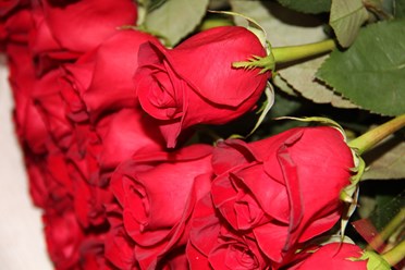 Розы из Эквадора Фридом.