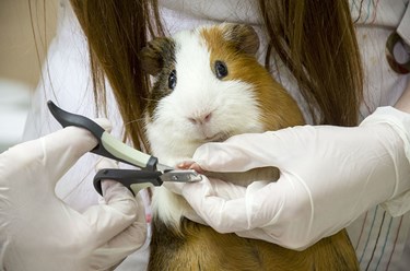 Прием ратолога