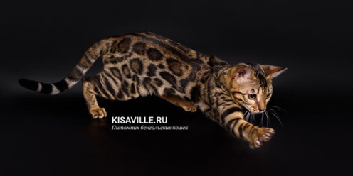 Фото компании  Кисавиль 1
