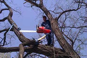 Спил деревьев и вывоз порубочных остатков .