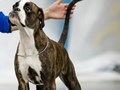 Показ собаки на выставке породы: немецкий боксер