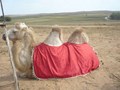 Сарай Бату из Астрахани