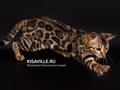 Фото компании  Кисавиль 1