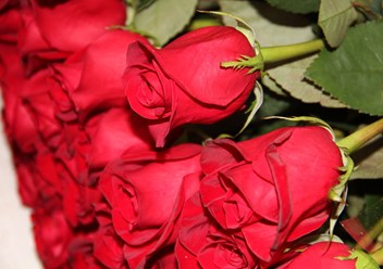 Розы из Эквадора Фридом.