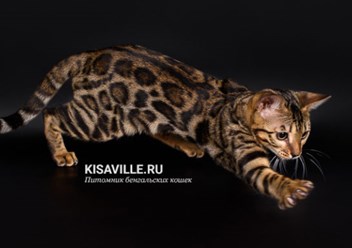 Фото компании  Кисавиль 1
