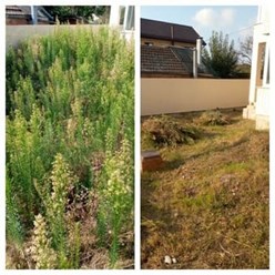 Дмитрий, удаление сорняка в Краснодаре