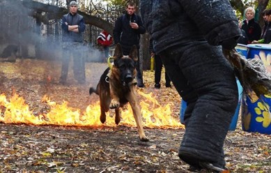 Омский областной центр спортивно-служебного собаководства (ОЦССС) - школа чемпионов!