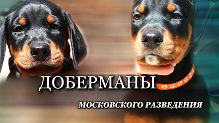 Щенки добермана московского питомника рабочих доберманов Lord Svarog.