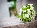 Фото компании  Флора 2