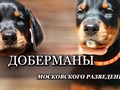 Щенки добермана московского питомника рабочих доберманов Lord Svarog.