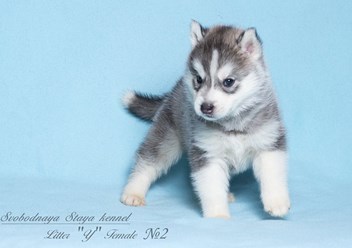 Фото компании  Кинологический питомник "СВОБОДНАЯ СТАЯ" 2