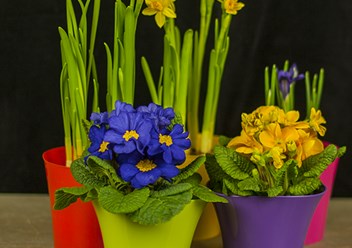 Фото компании ИП «МОИ ЛЮБИМЫЕ ЦВЕТЫ» 1