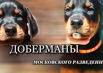 Щенки добермана московского питомника рабочих доберманов Lord Svarog.