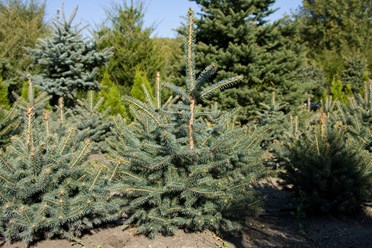 Фото компании ИП Питомник декоративных растений Филимоновых 24