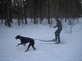 Фото компании  Кинологический центр Ясеневый 4