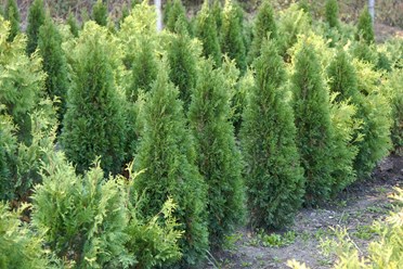 Фото компании ИП Питомник декоративных растений Филимоновых 4