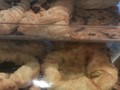 Фото компании  Subway, сеть ресторанов быстрого обслуживания 1
