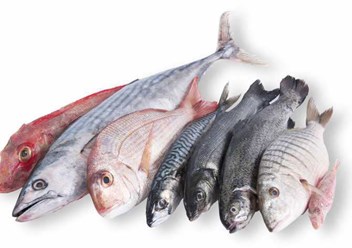 РЫБА СВЕЖЕМОРОЖЕНАЯ, МОРЕПРОДУКТЫ, ИКРА, РЫБА ВЯЛЕНАЯ, РЫБА КОПЧЕНАЯ, РЫБА СОЛЕНАЯ, РЫБА СУШЕНАЯ, СЕВЕРНАЯ РЫБА, ДАЛЬНЕВОСТОЧНАЯ РЫБА, РЫБНЫЕ ПОЛУФАБРИКАТЫ, РЫБНЫЕ СТЕЙКИ, РЫБНОЕ ФИЛЕ, РЫБНЫЕ СНЕКИ