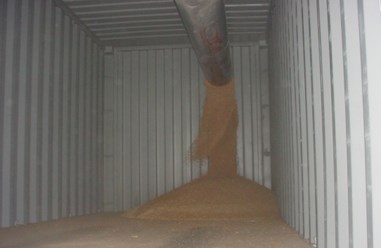 Пшеница продовольственная погрузка в контейнер