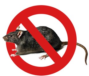 Уничтожение крыс, мышей и других грызунов