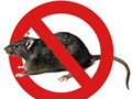 Уничтожение крыс, мышей и других грызунов