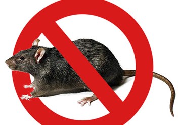Уничтожение крыс, мышей и других грызунов