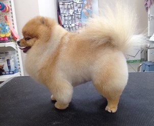 Стрижка Шпица