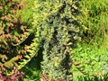 Можжевельник Голден Карпет на штамбе Juniperus horizontalis Golden Carpet