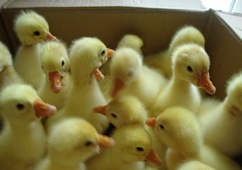 Фото компании ООО "Асяновское" 1