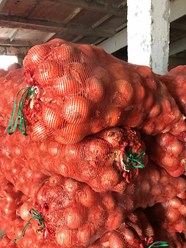 Лук отборный от 20 тонн