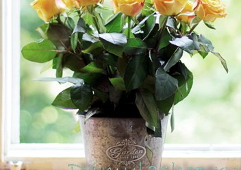 Фото компании ИП «МОИ ЛЮБИМЫЕ ЦВЕТЫ» 6