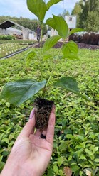 Укорененные черенки в кассетах