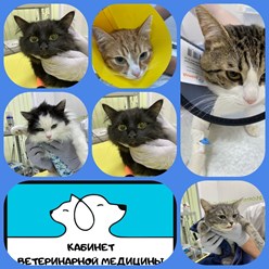 Фото компании ООО Кабинет ветеринарной медицины 26