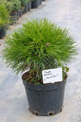 Сосна горная